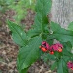 Euonymus americanus 葉