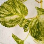 Epipremnum aureum Leaf