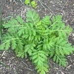 Tanacetum macrophyllum Blad