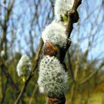 Salix discolor Flower
