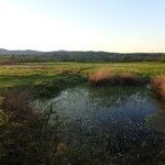 Ranunculus peltatus Habitat