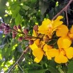 Cenostigma tocantinum പുഷ്പം