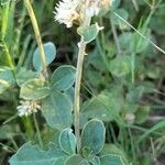 Alternanthera flavescens Leaf