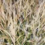 Aristida adscensionis Fruit