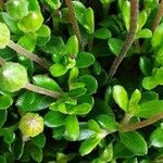 Felicia amelloides Leaf