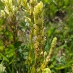 Castilleja sulphurea Flower