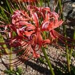 Lycoris radiata Blomst