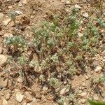 Filago pyramidata Tabia
