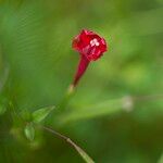 Ipomoea quamoclit Flower