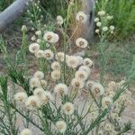 Erigeron bonariensisFruit