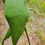 Helianthus divaricatus Hoja