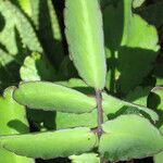 Kalanchoe pinnata Blatt