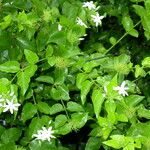 Jasminum sambac Staniste