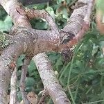 Cotoneaster meiophyllus Corteza