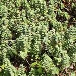 Veronica albicans Folha