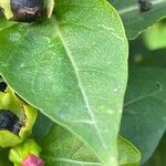 Mirabilis jalapa Folha