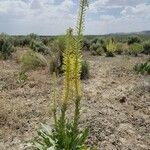 Stanleya viridiflora Hábito