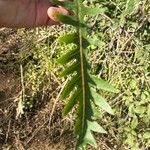 Sonchus canariensis Blatt