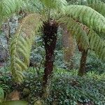 Dicksonia antarctica Habit