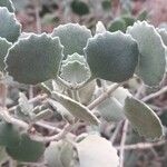 Kalanchoe millotii Folha