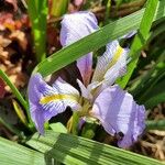 Iris unguicularis Fleur