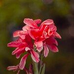 Canna × hybridaFlower