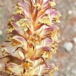 Orobanche artemisiae-campestris Цветок