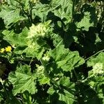 Malva thuringiaca Leaf