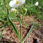 Ranunculus kuepferi Flor