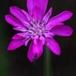 Knautia orientalis Λουλούδι