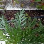 Euryops pectinatus Folio