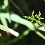 Epikeros pyrenaeus 葉