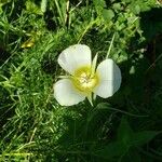 Calochortus gunnisonii Λουλούδι