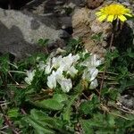 Trifolium uniflorum Blomma