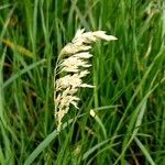 Poa pratensis Fruit