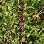 Orobanche elatior Blomma