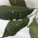 Solanum paniculatum Hoja