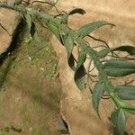 Angraecum angustipetalum Лист