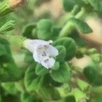 Clinopodium nepeta Квітка