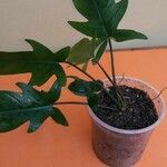 Philodendron pedatum Foglia