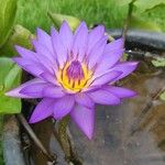 Nymphaea nouchaliFlower