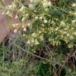 Baccharis dracunculifolia Květ