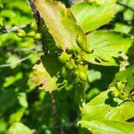 Viburnum rafinesqueanum