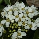 Armoracia rusticana फूल