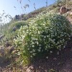 Petrorhagia saxifraga Blüte