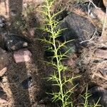 Ulex parviflorus Leaf