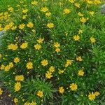Euryops chrysanthemoides Floro