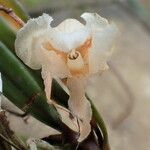 Eurychone galeandrae Flower