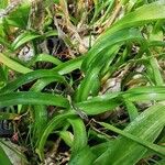 Albuca bracteata List