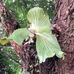 Platycerium elephantotis Leaf